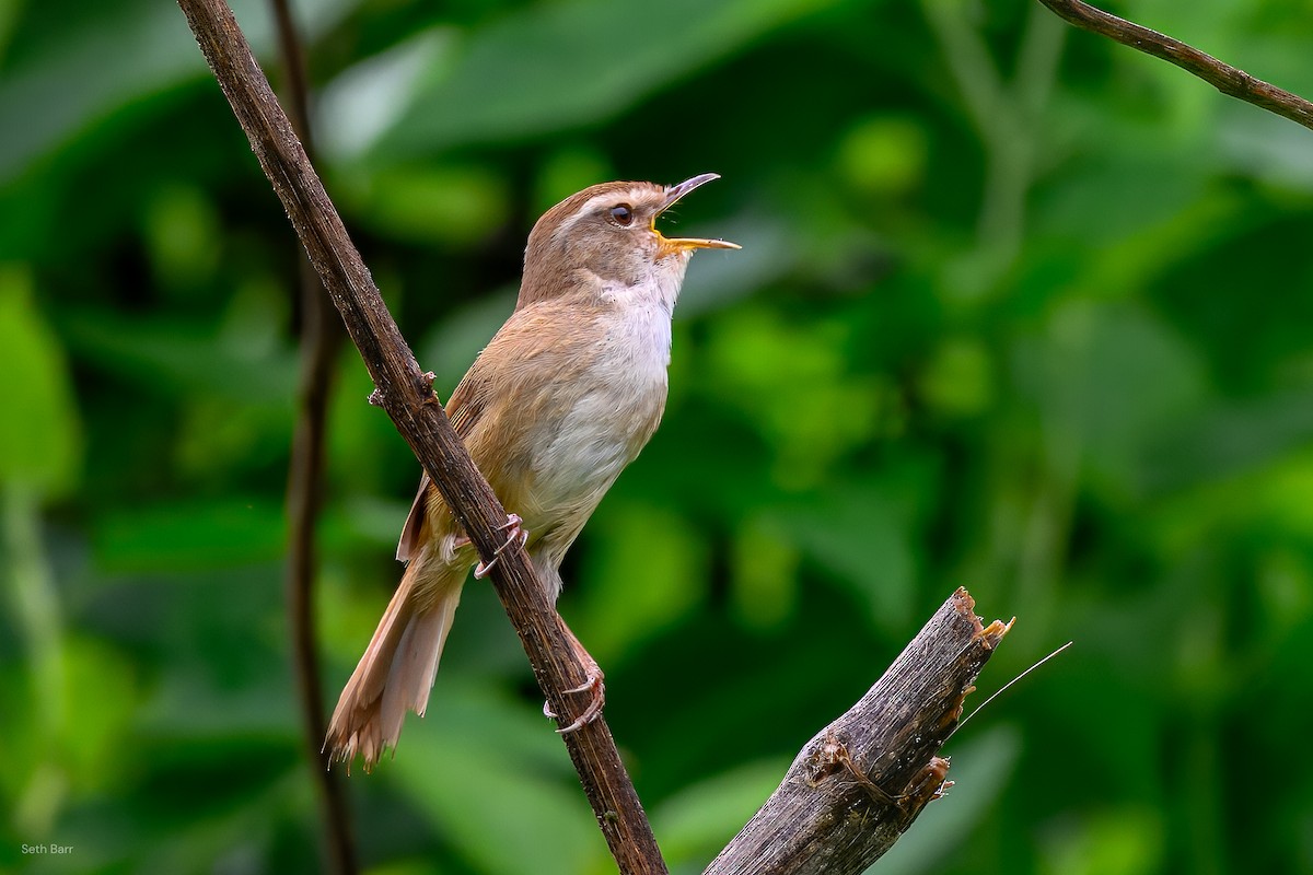 Brownish-flanked Bush Warbler (Taiwan) - ML638550858
