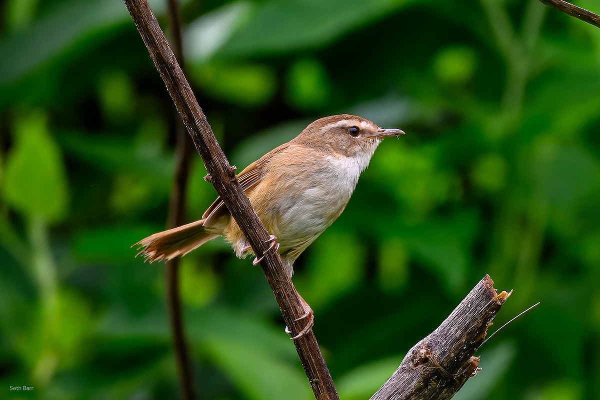 Brownish-flanked Bush Warbler (Taiwan) - ML638550859
