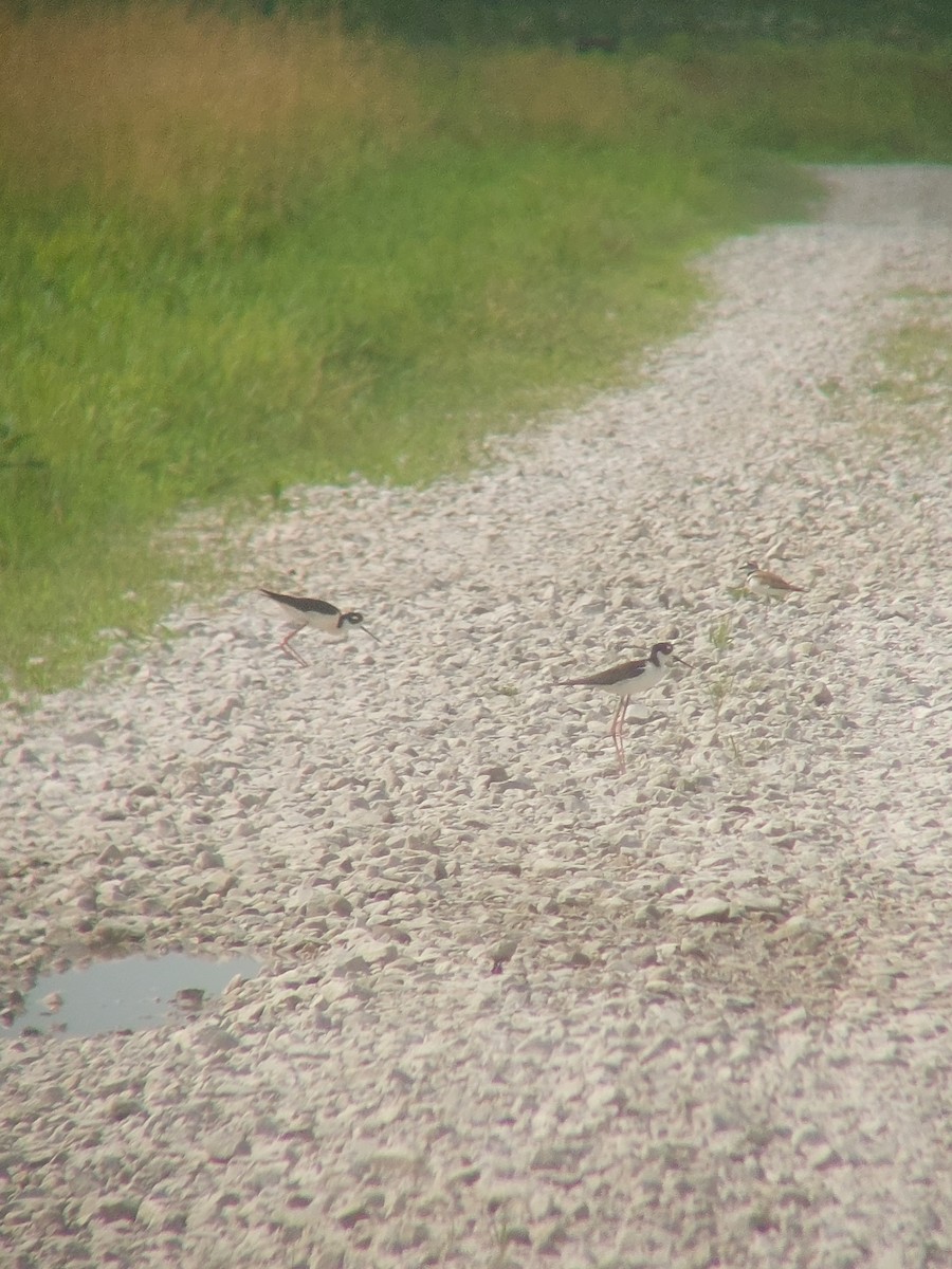 Black-necked Stilt - ML638550860