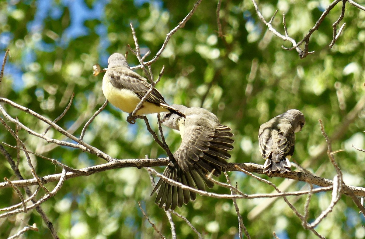 Western Kingbird - ML638550876