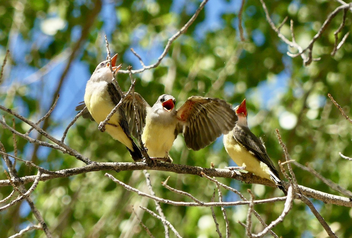 Western Kingbird - ML638550877