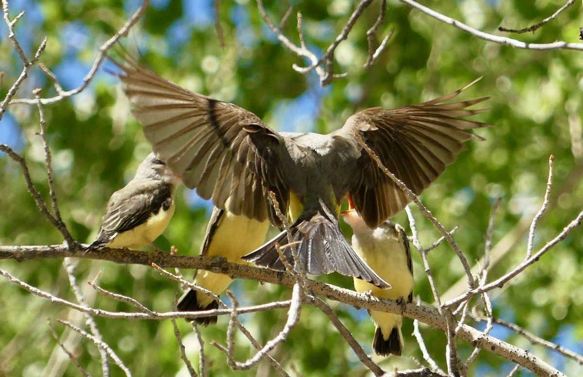 Western Kingbird - ML638550878
