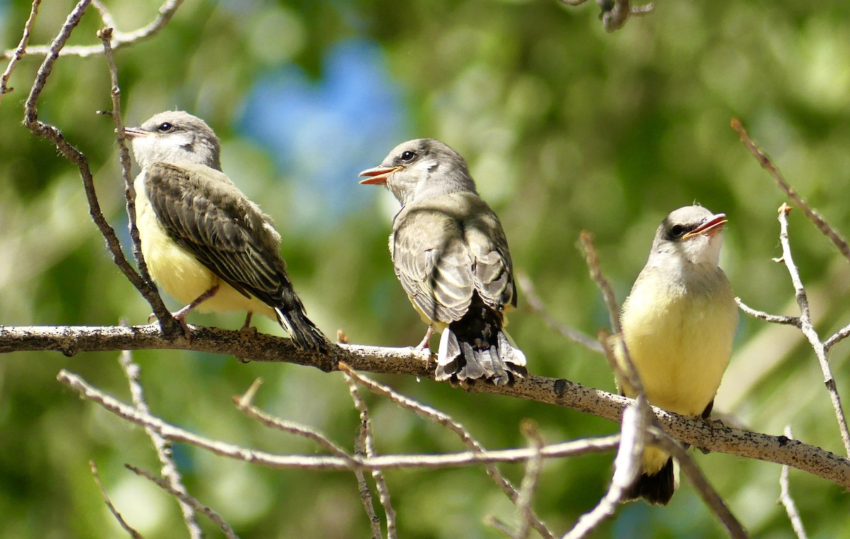 Western Kingbird - ML638550879
