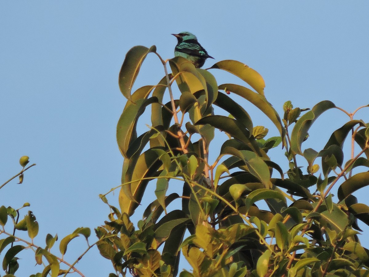 Blue Dacnis - ML638550887