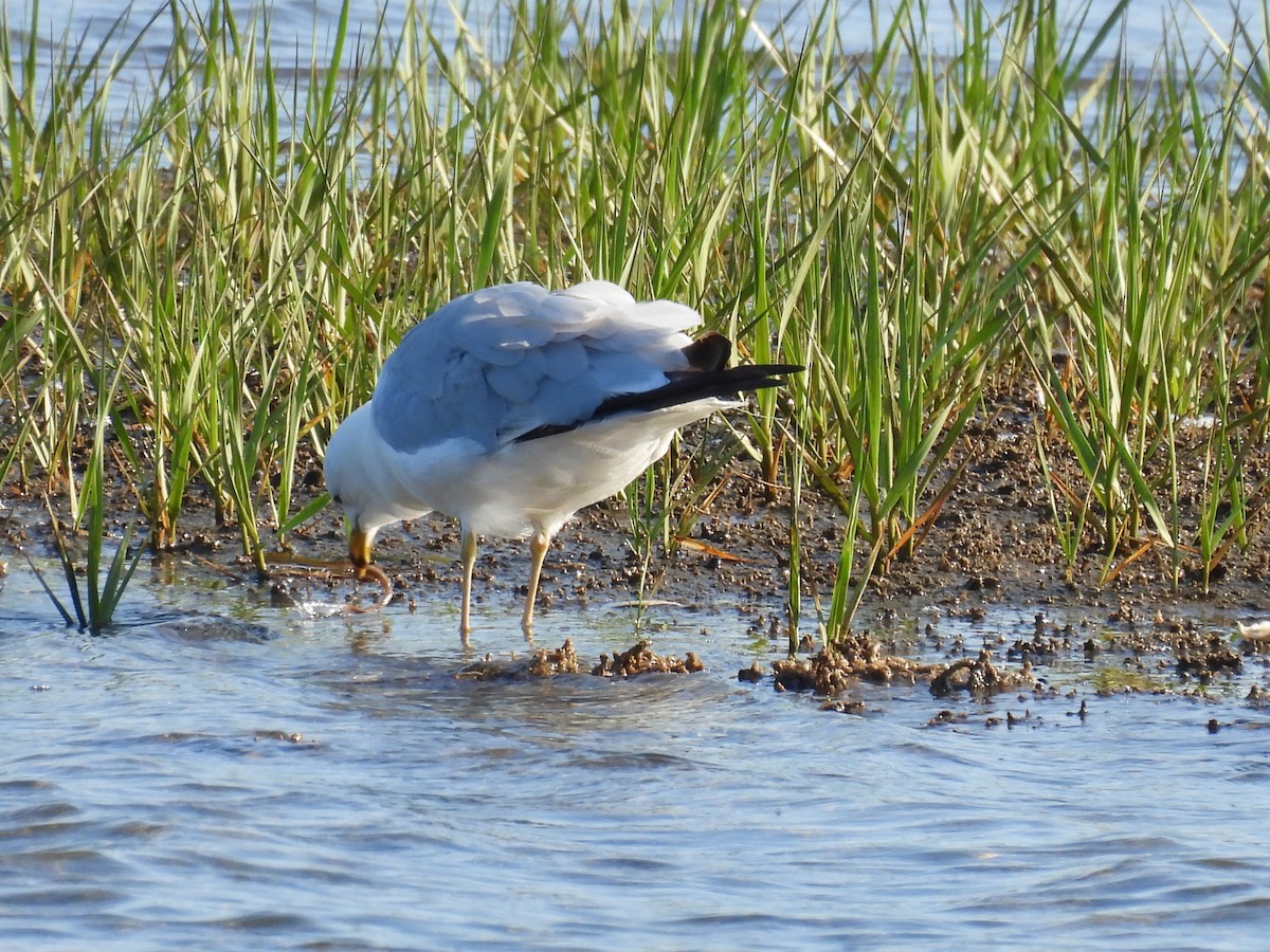 Ring-billed Gull - ML638550908