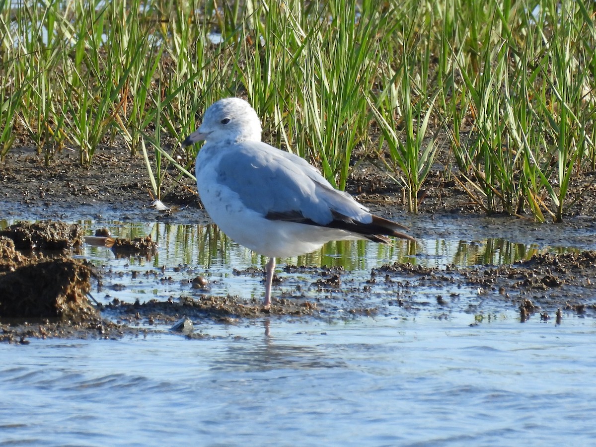 Ring-billed Gull - ML638550909