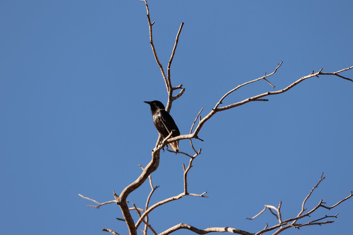 European Starling - ML638550927