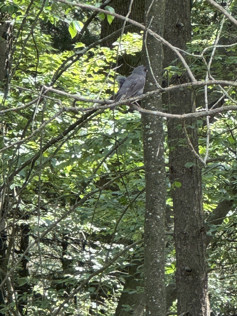 Dark-eyed Junco - ML638550941