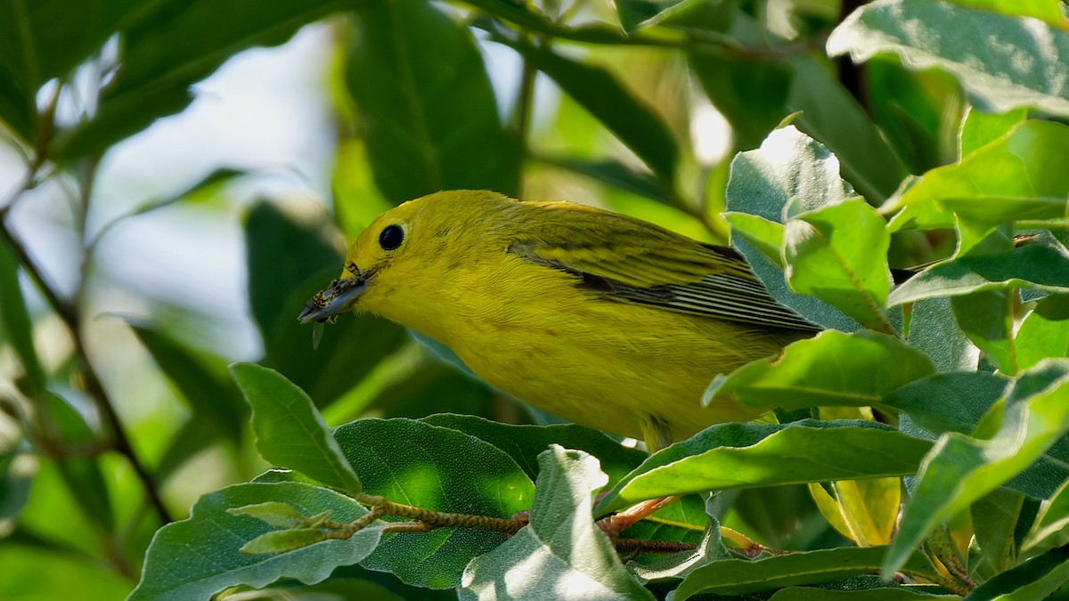 Goldwaldsänger - ML638550987