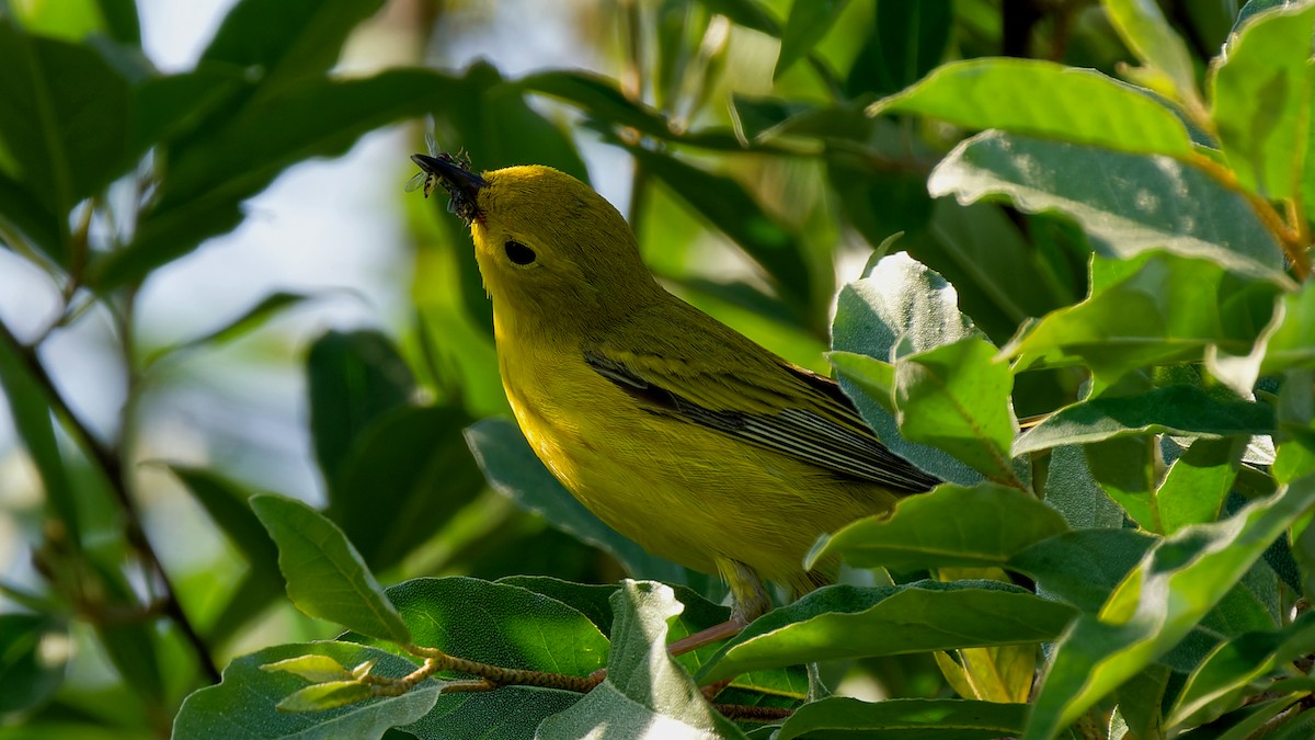 Goldwaldsänger - ML638550988