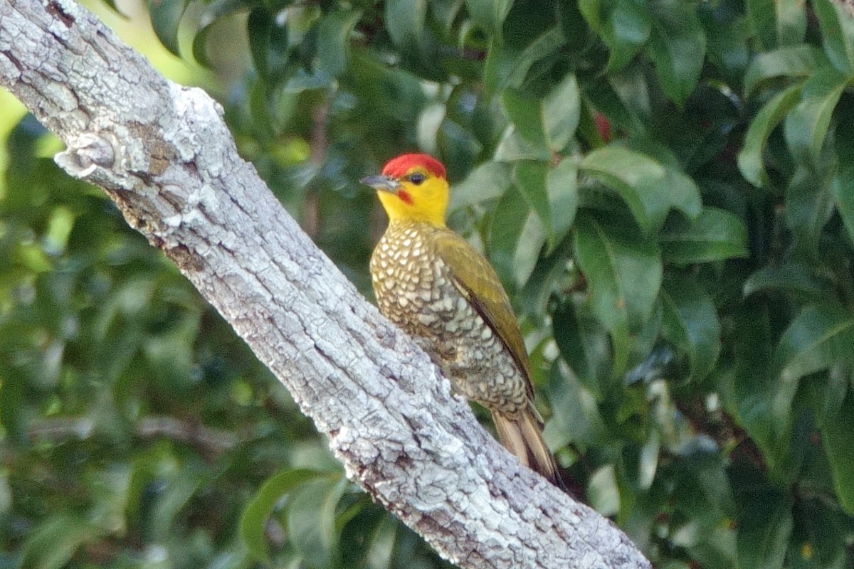 Yellow-throated Woodpecker - ML638550992