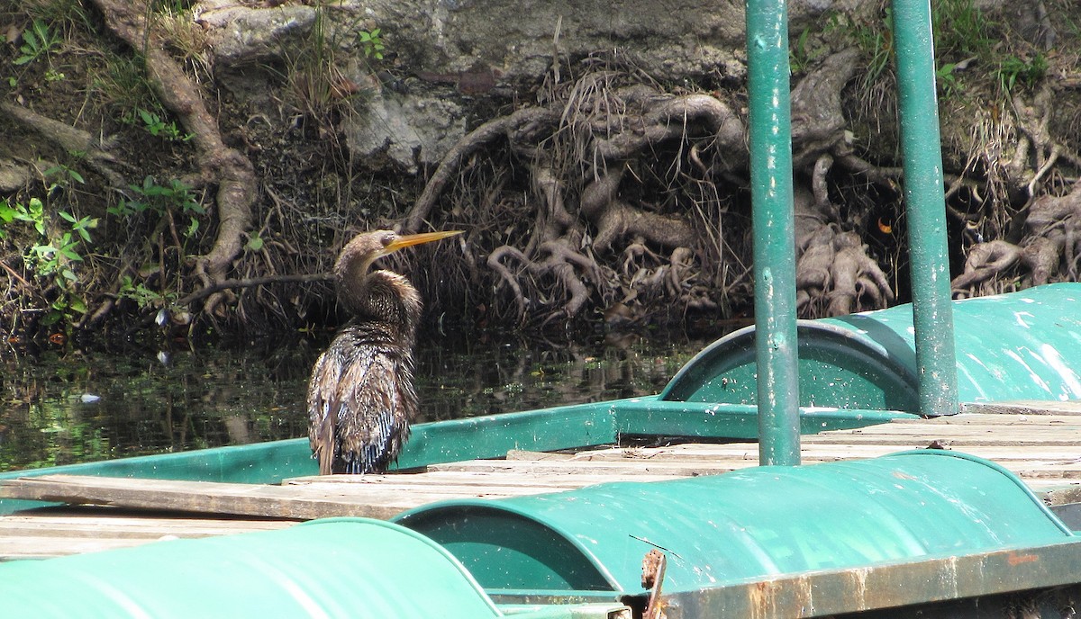 Amerika-Schlangenhalsvogel - ML638551023