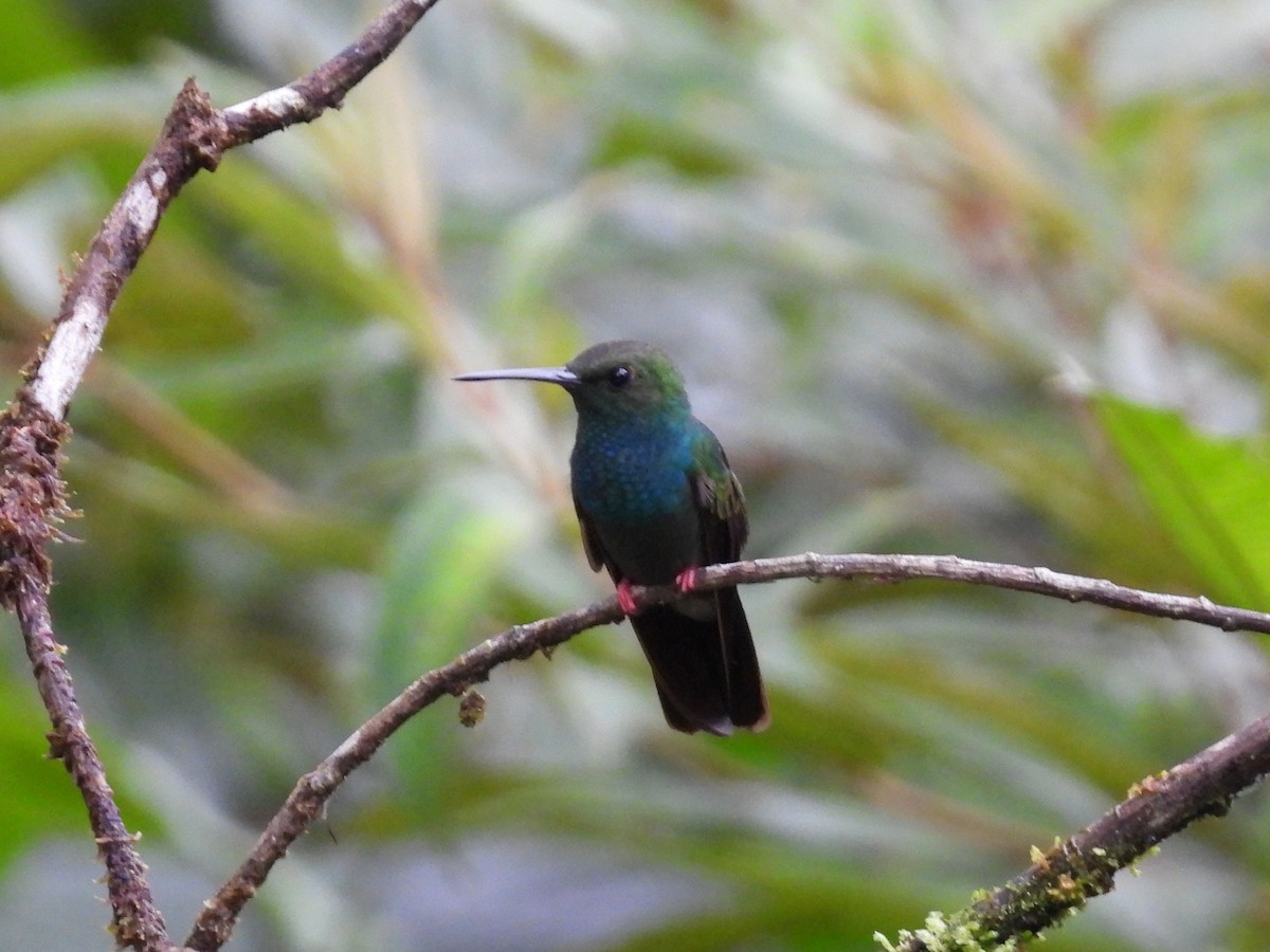 Bronze-tailed Plumeleteer - ML638551028