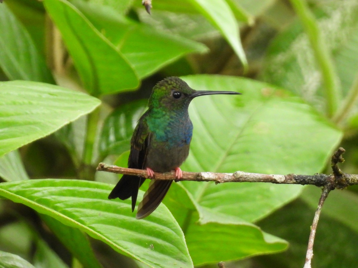 Bronze-tailed Plumeleteer - ML638551029
