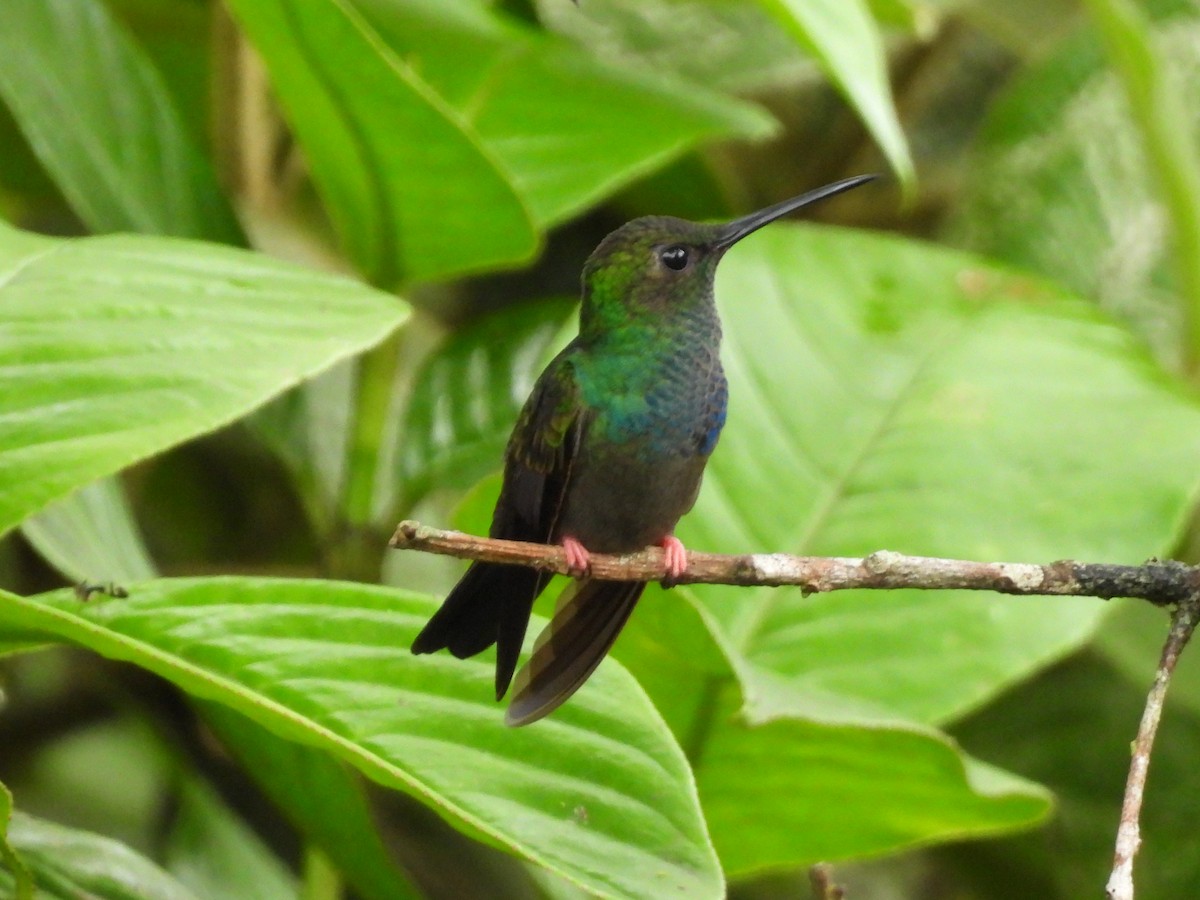 Bronze-tailed Plumeleteer - ML638551030