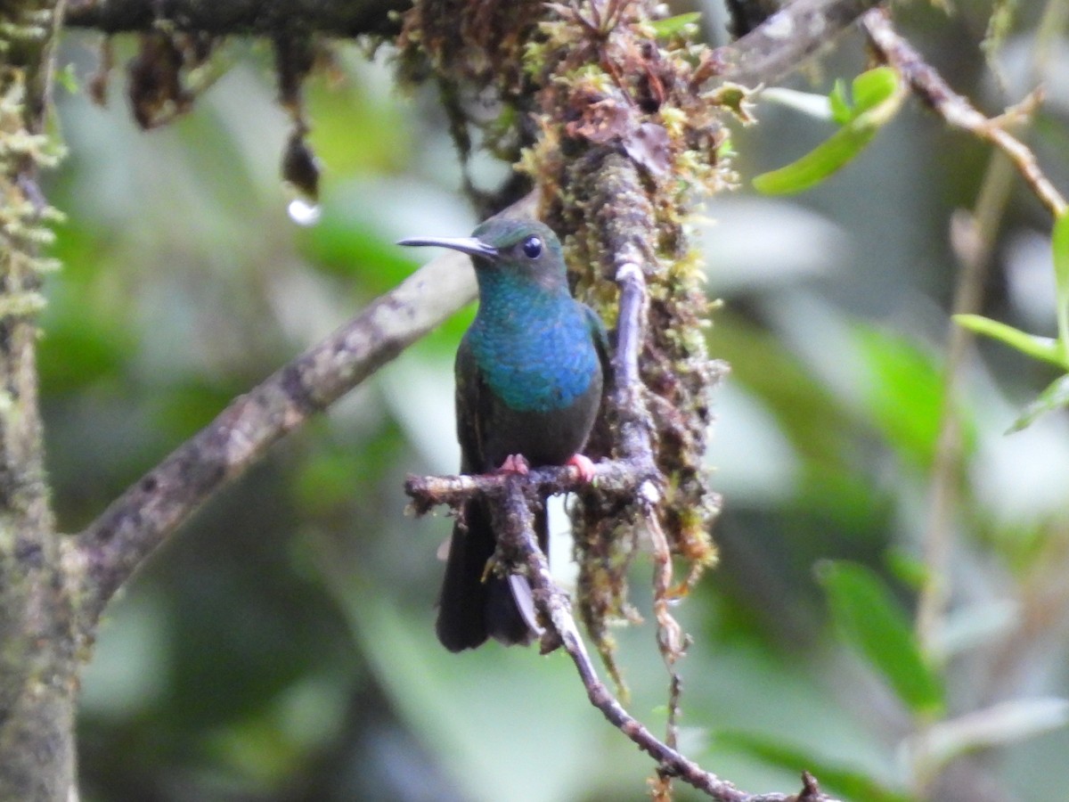 Bronze-tailed Plumeleteer - ML638551032