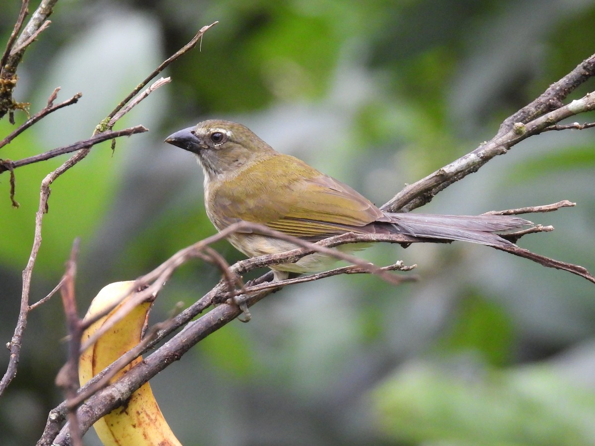 Buff-throated Saltator - ML638551046