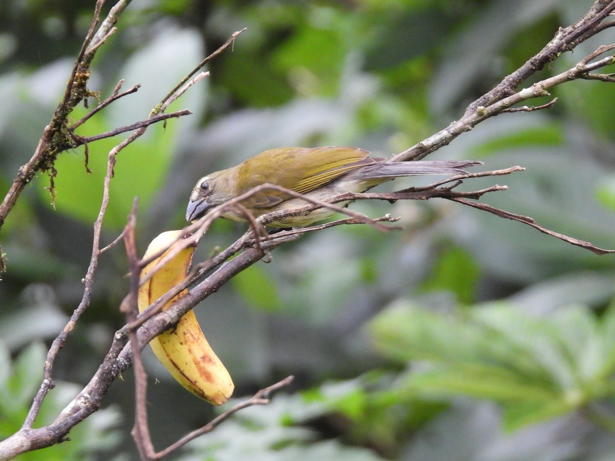 Buff-throated Saltator - ML638551047