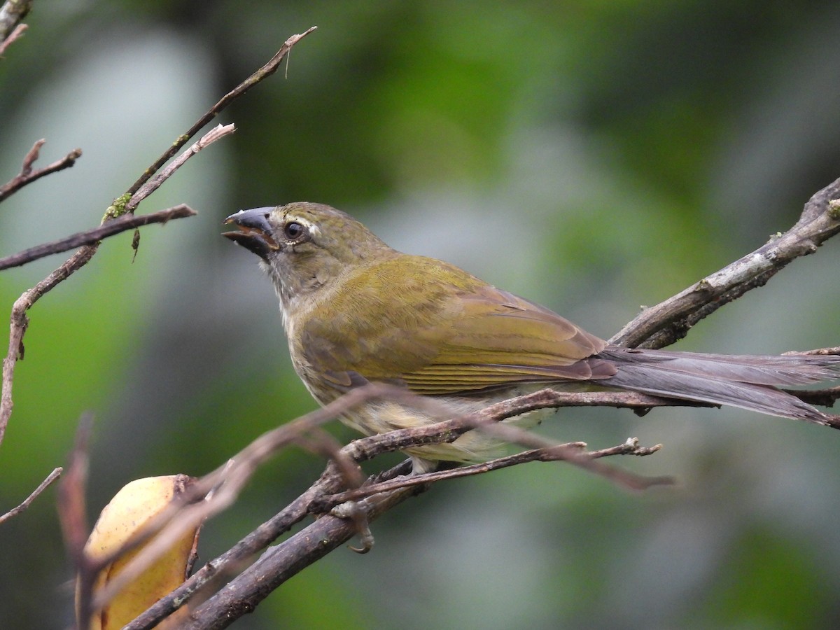 Buff-throated Saltator - ML638551049