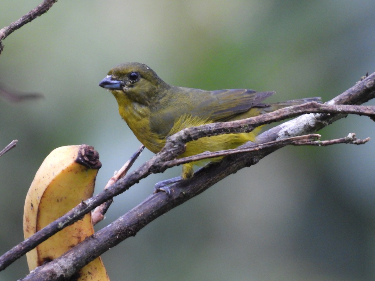 Buff-throated Saltator - ML638551050