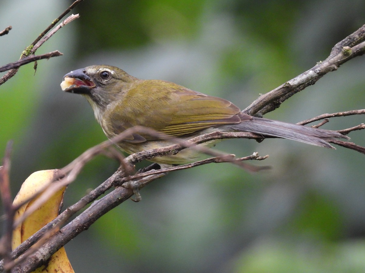 Buff-throated Saltator - ML638551051