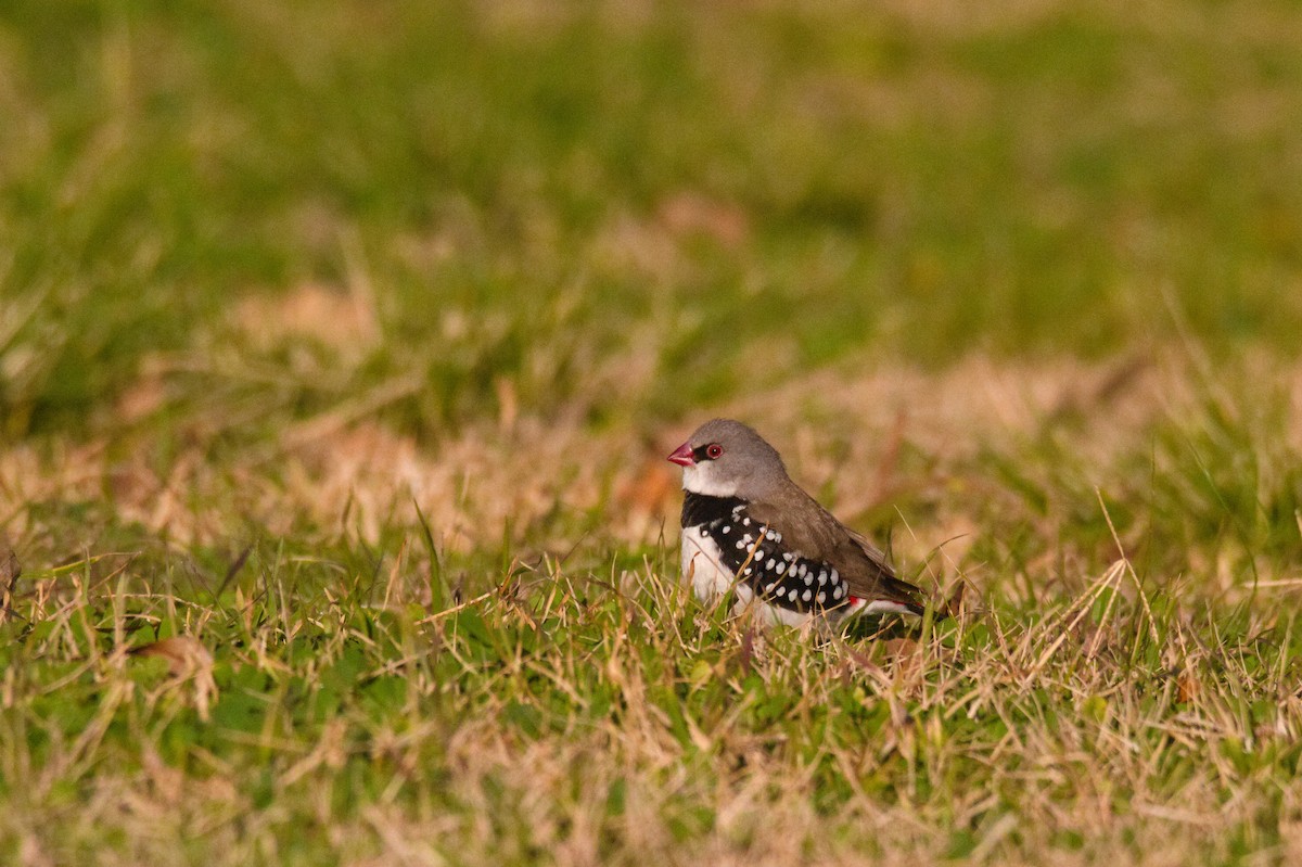 Diamond Firetail - ML638551091