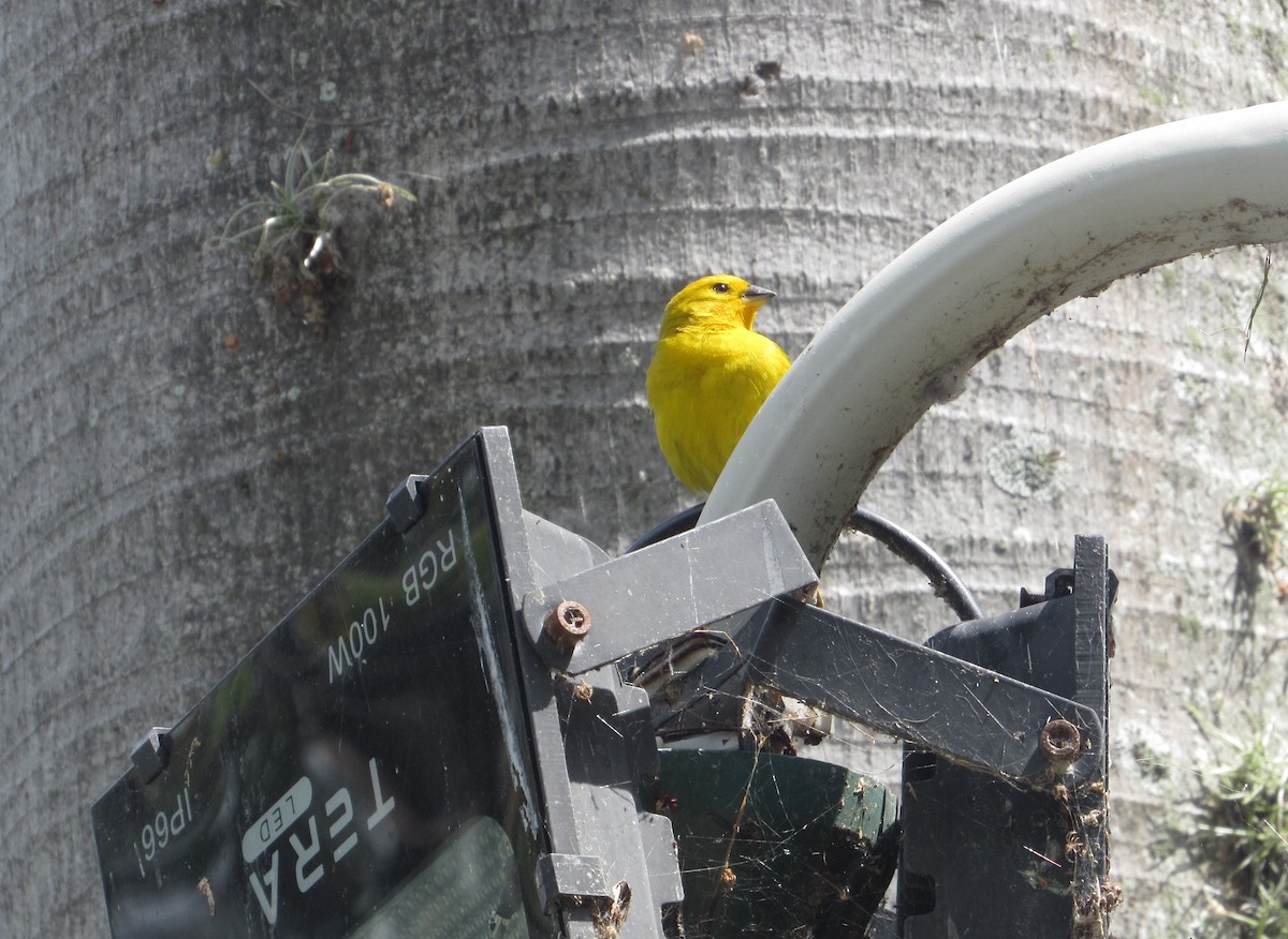 Saffron Finch - ML638551094