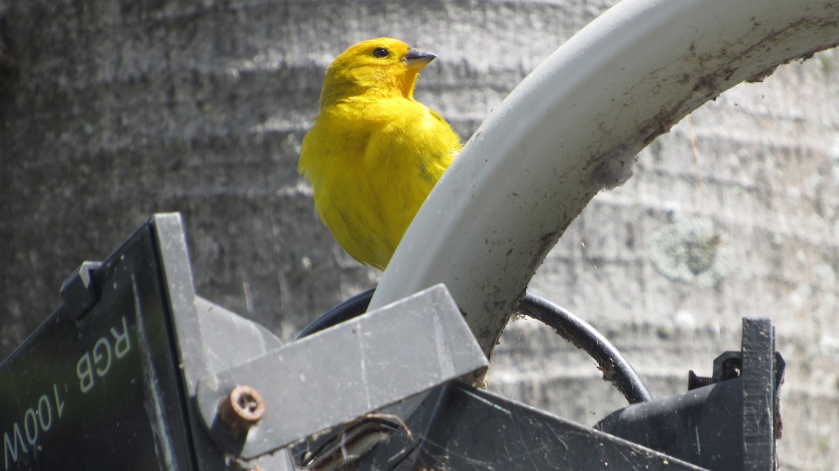 Saffron Finch - ML638551095