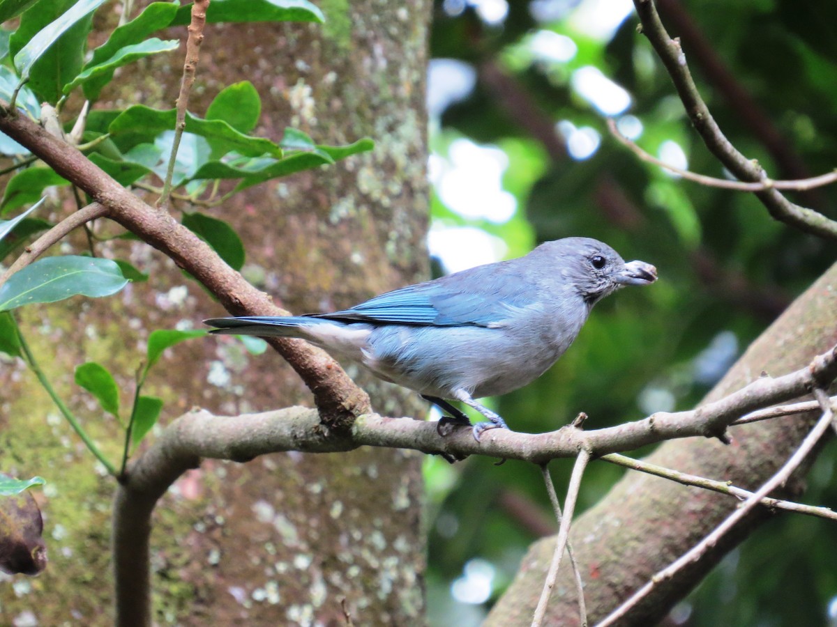 Sayaca Tanager - ML638551097