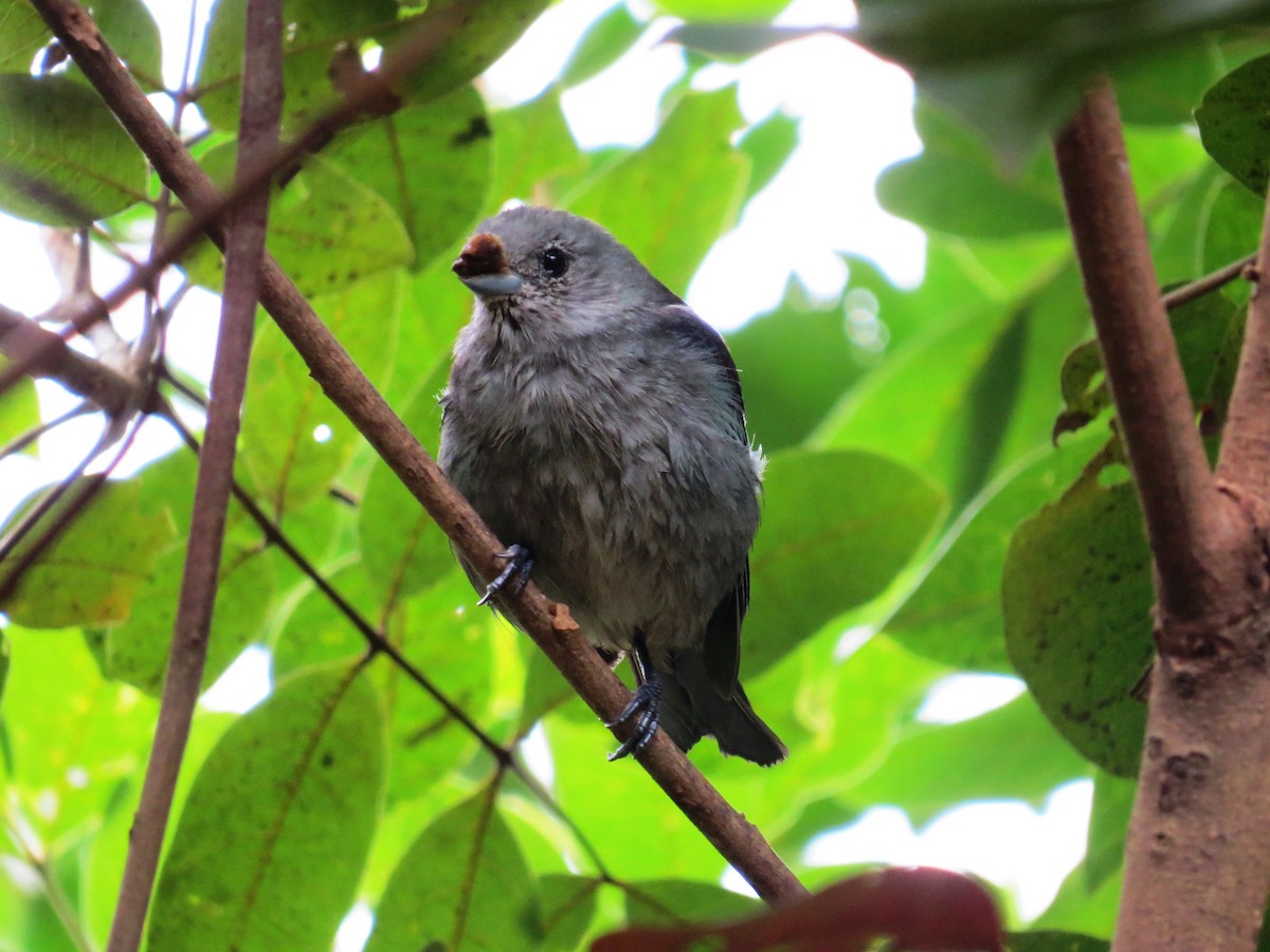 Sayaca Tanager - ML638551098