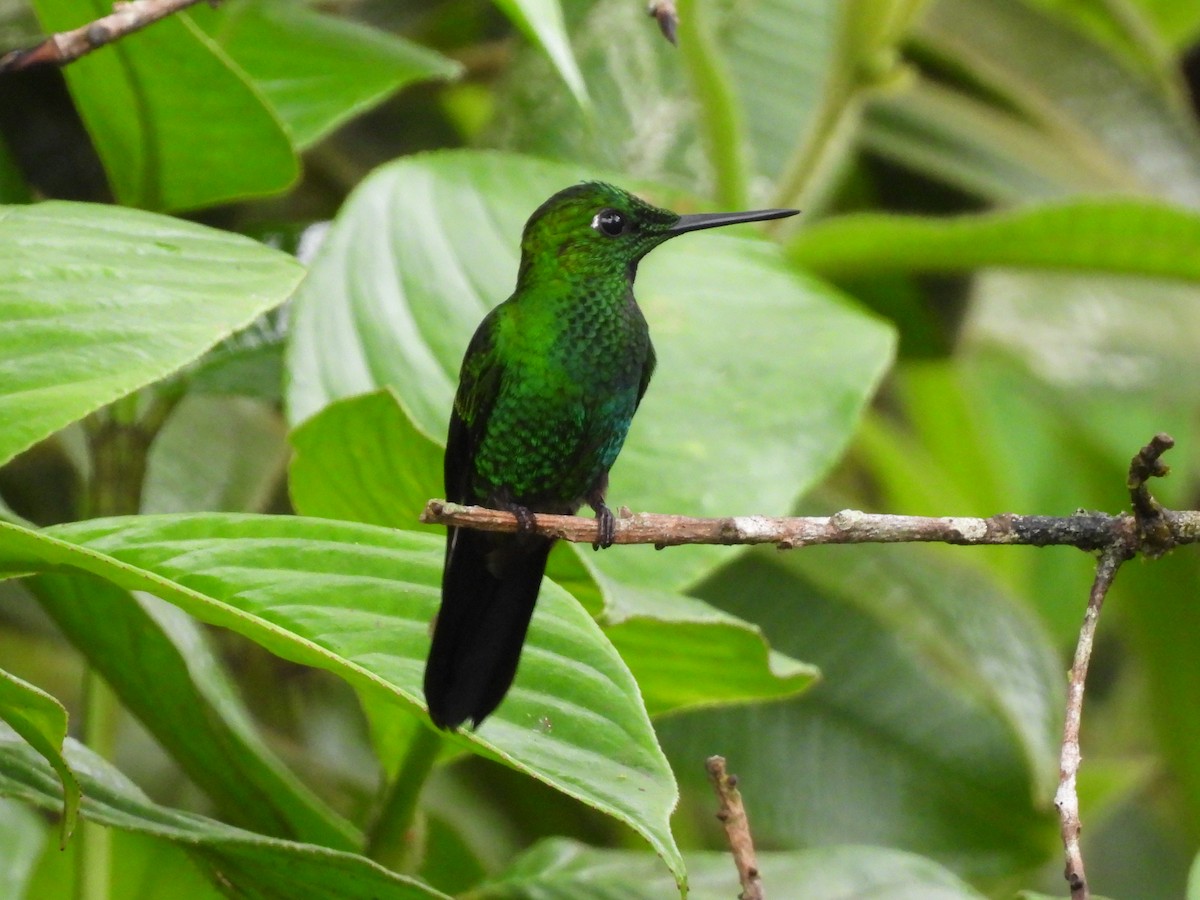 Green-crowned Brilliant - ML638551100