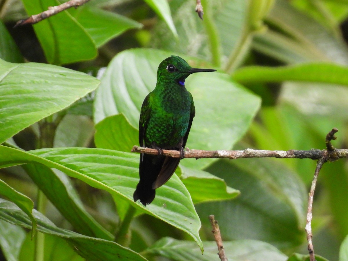 Green-crowned Brilliant - ML638551101