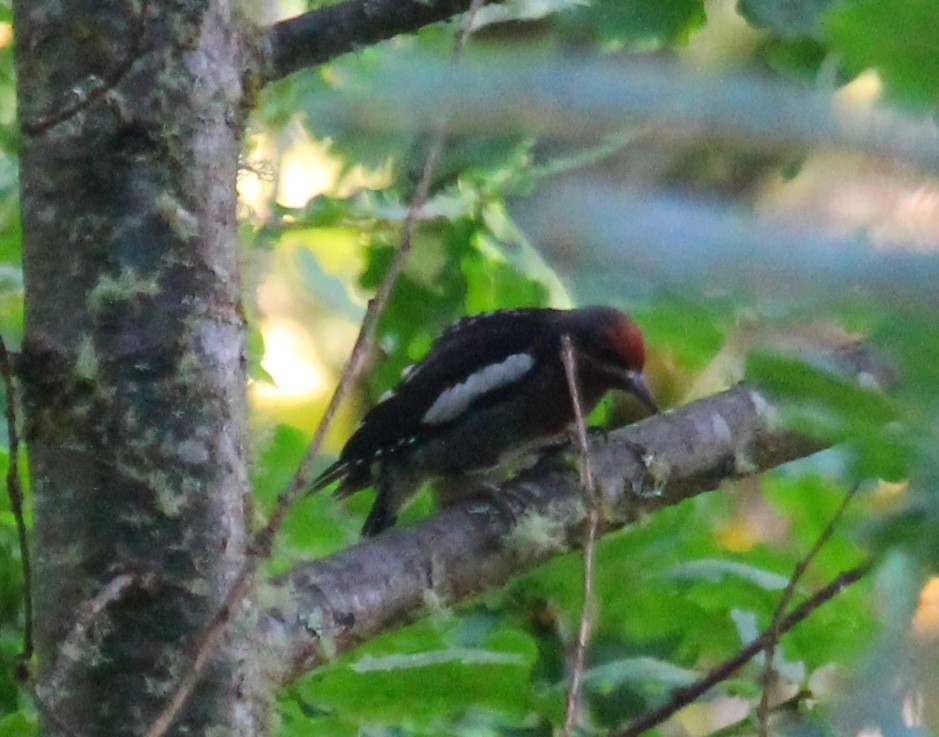 Red-breasted Sapsucker - ML638551113
