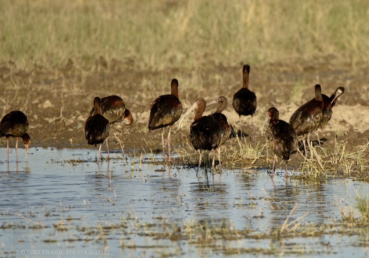 White-faced Ibis - ML638551120