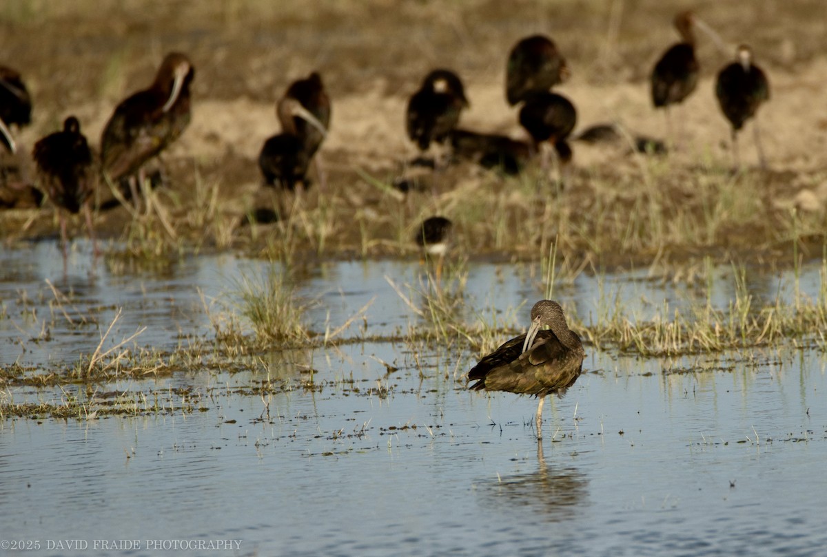 White-faced Ibis - ML638551121