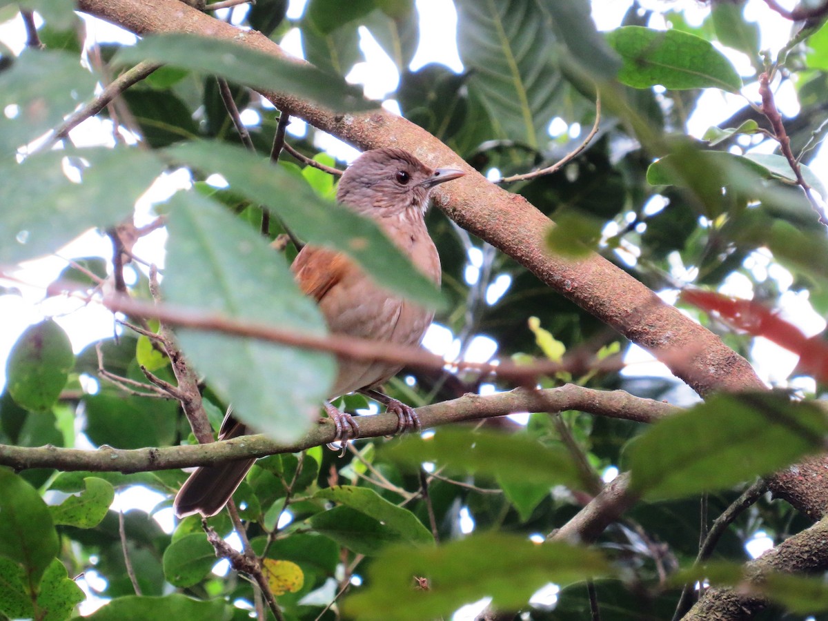 Pale-breasted Thrush - ML638551122