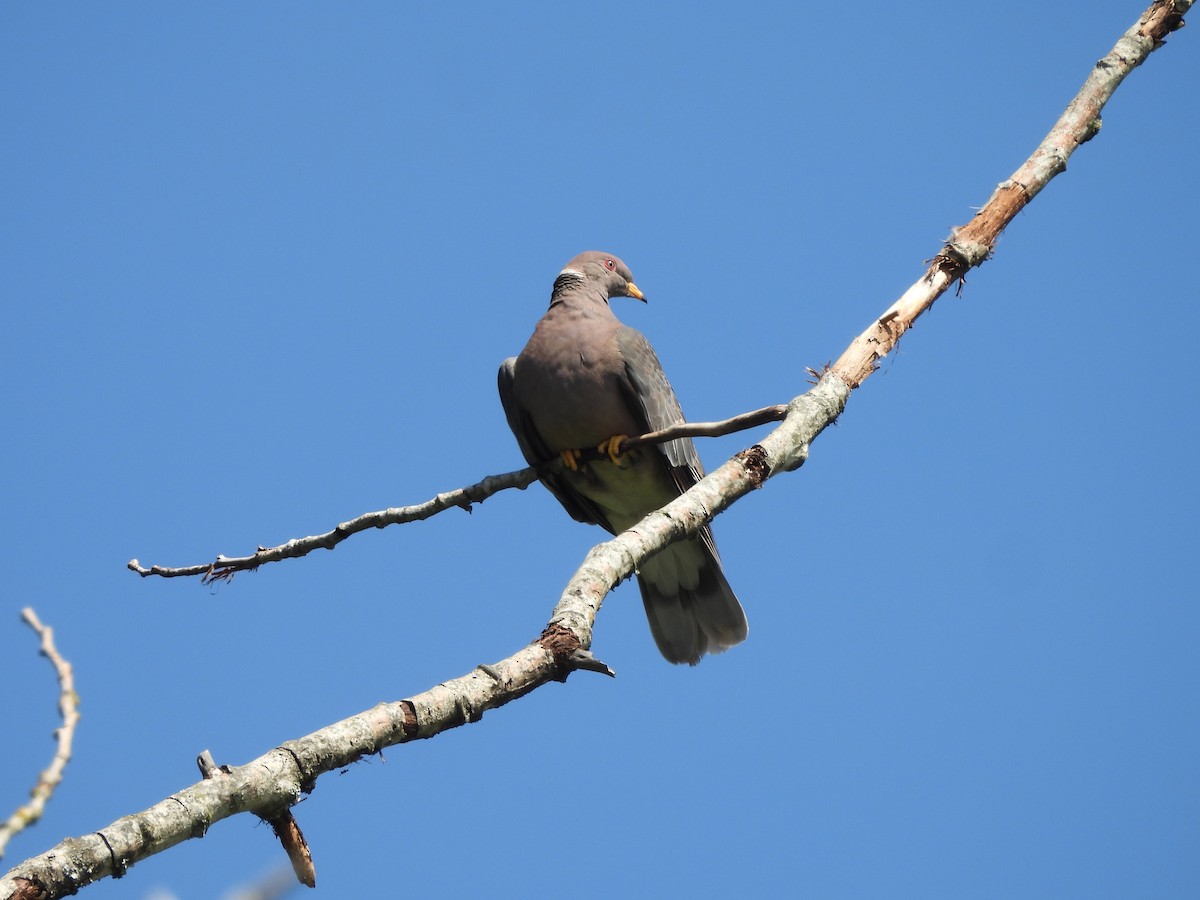 Band-tailed Pigeon - ML638551123