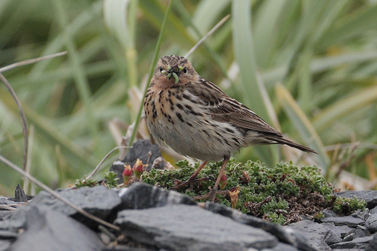 Red-throated Pipit - ML638551134