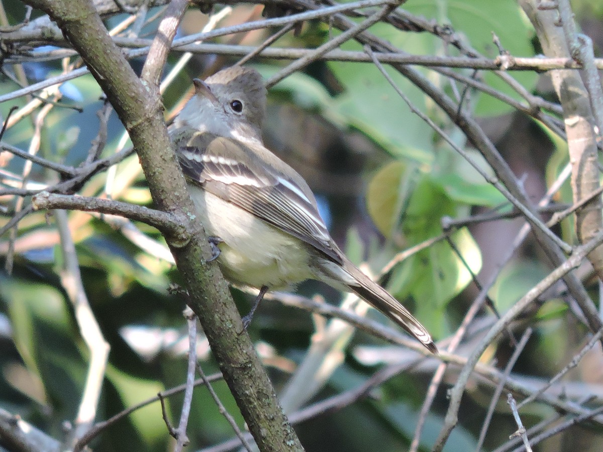 Yellow-bellied Elaenia - ML638551146