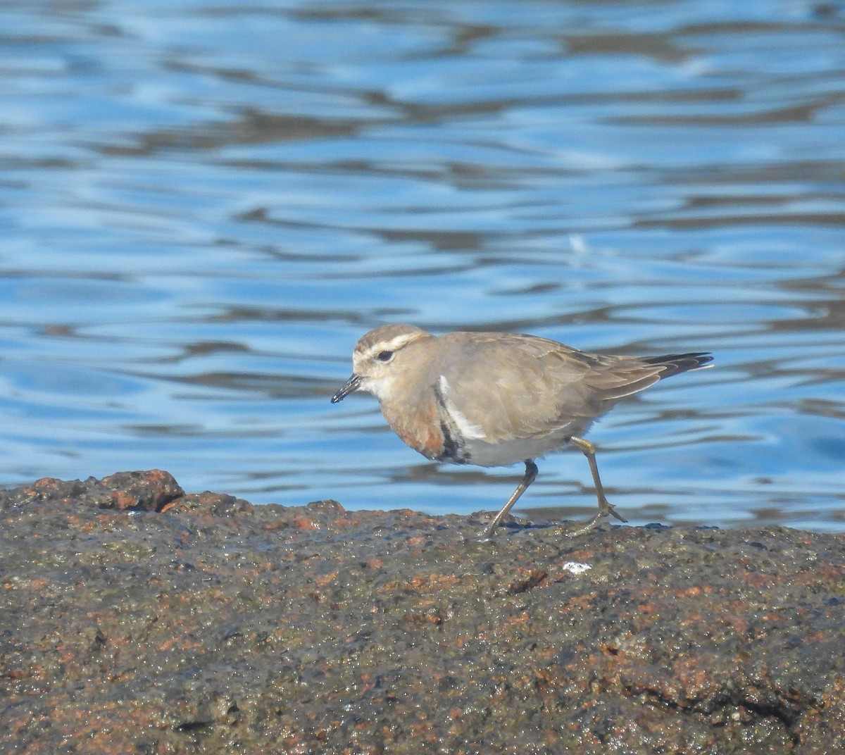 Rufous-chested Dotterel - ML638551148