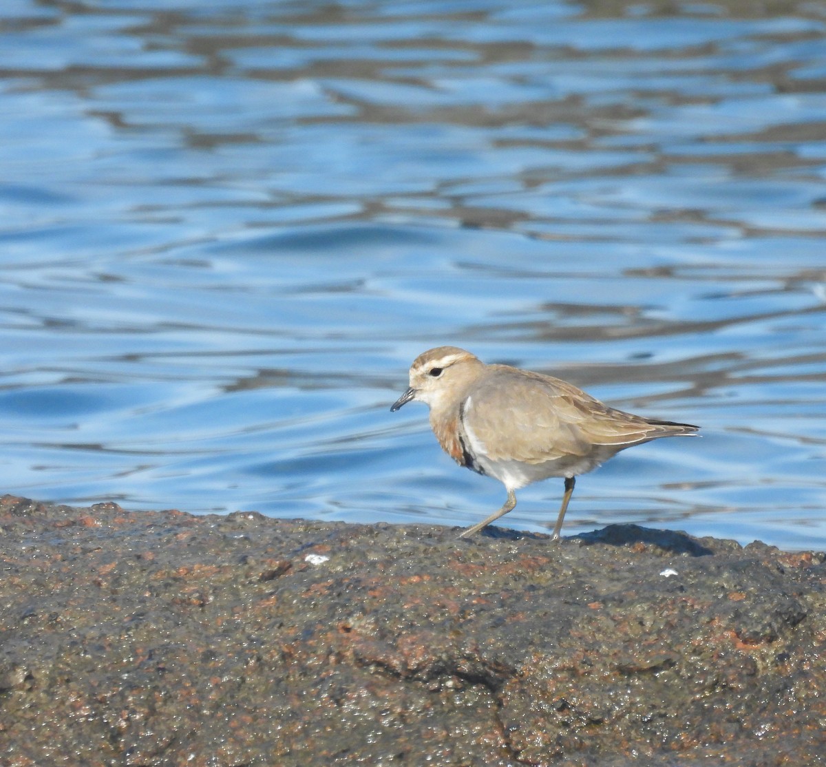 Rufous-chested Dotterel - ML638551149