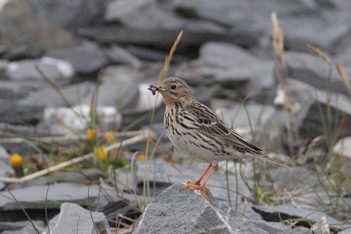 Red-throated Pipit - ML638551151