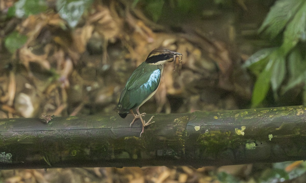 Fairy Pitta - ML638551154