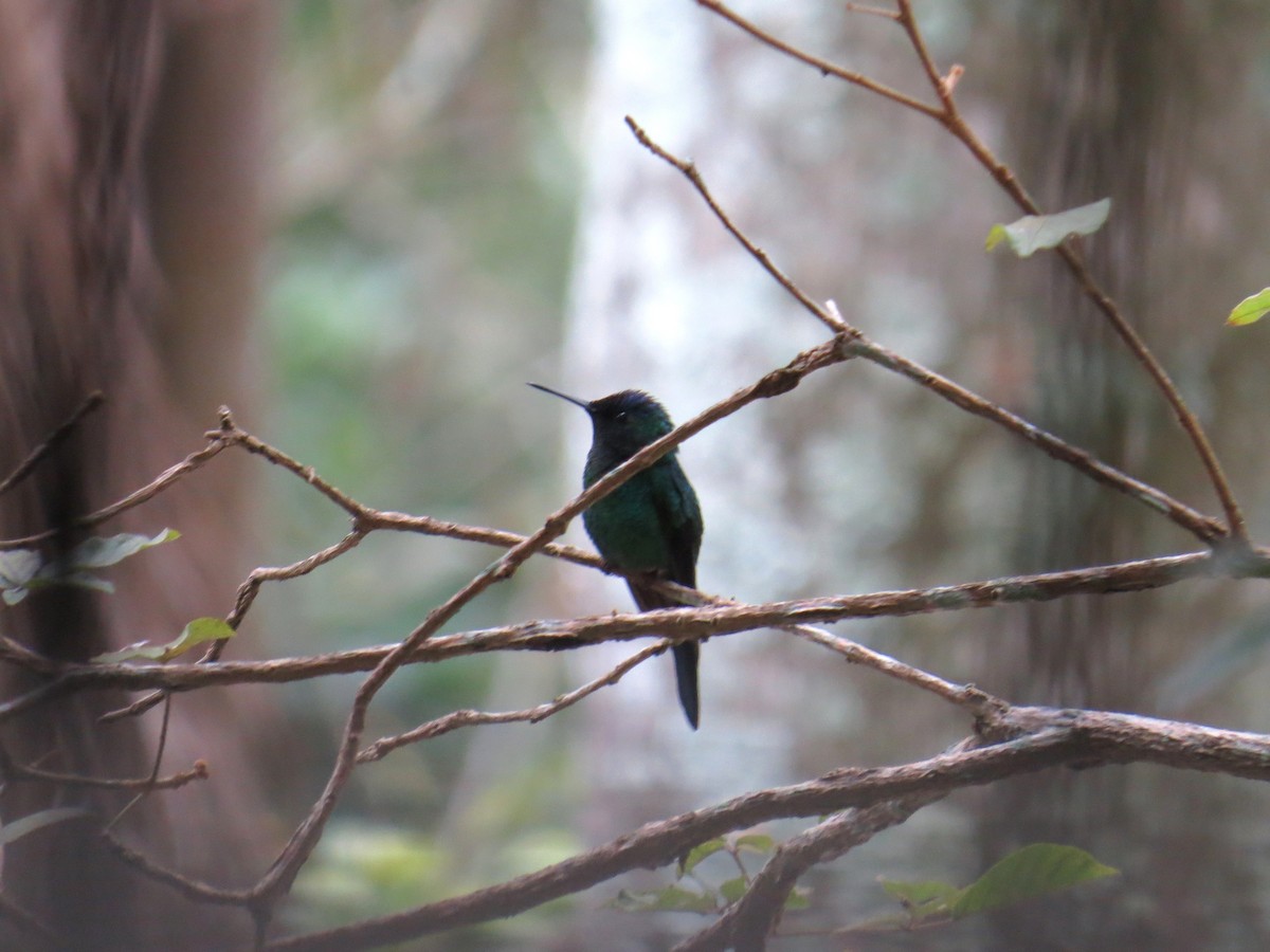 Violet-capped Woodnymph - ML638551155