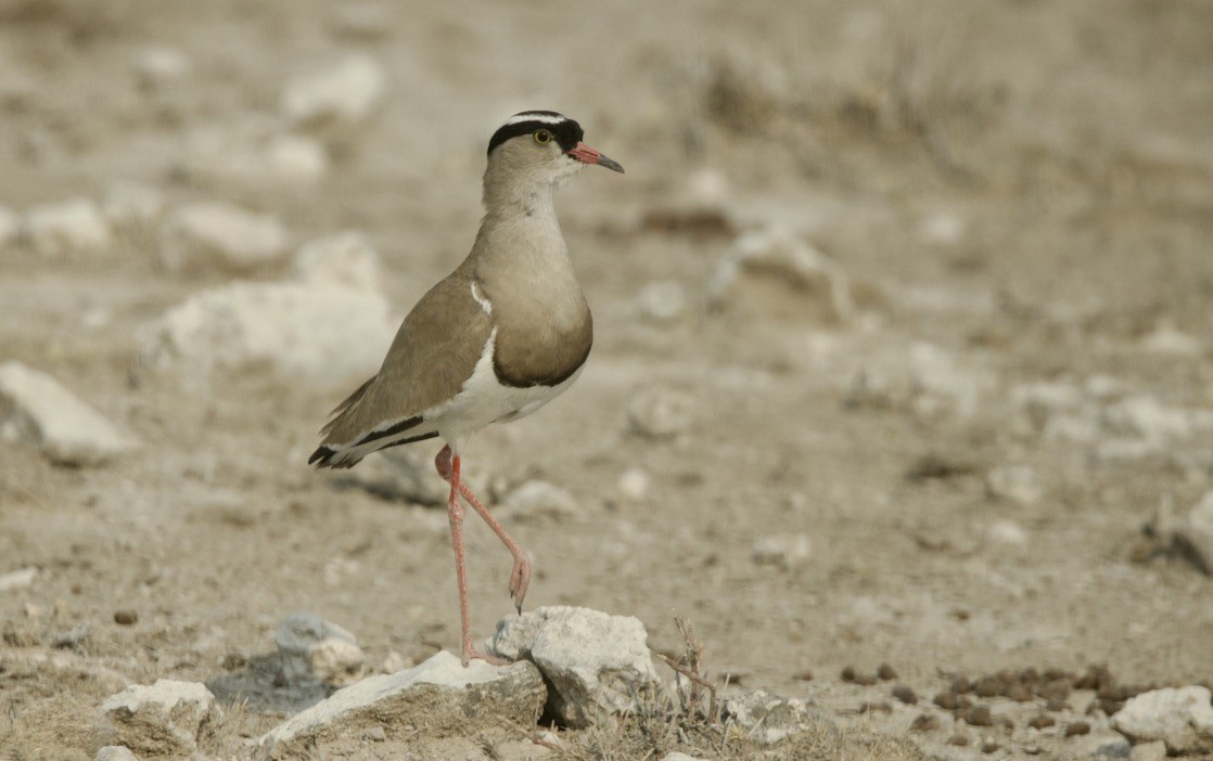 Crowned Lapwing - ML638551157