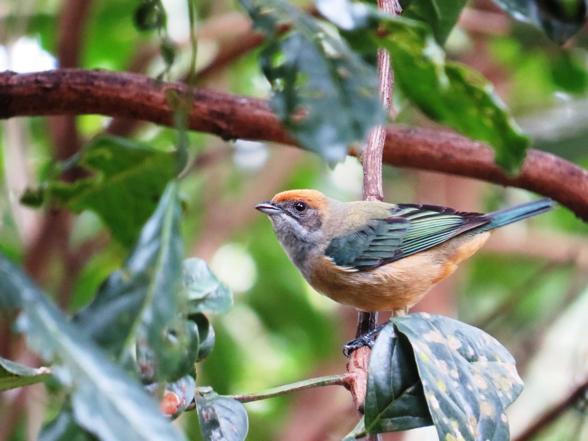 Burnished-buff Tanager - ML638551248