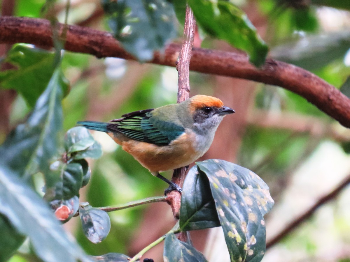Burnished-buff Tanager - ML638551250