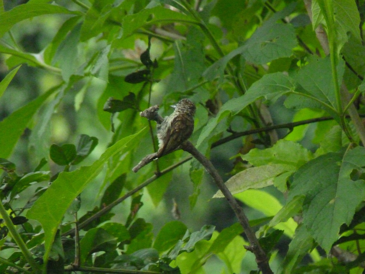 Scaled Piculet - ML638551256