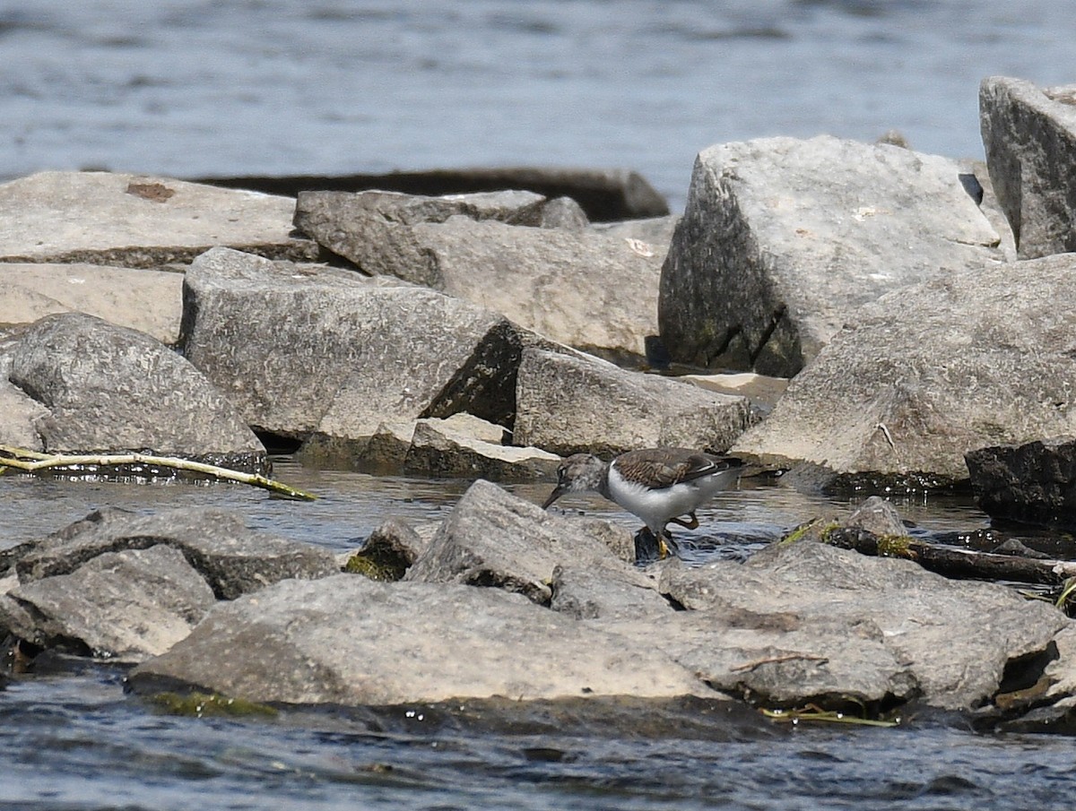 Spotted Sandpiper - ML638551262