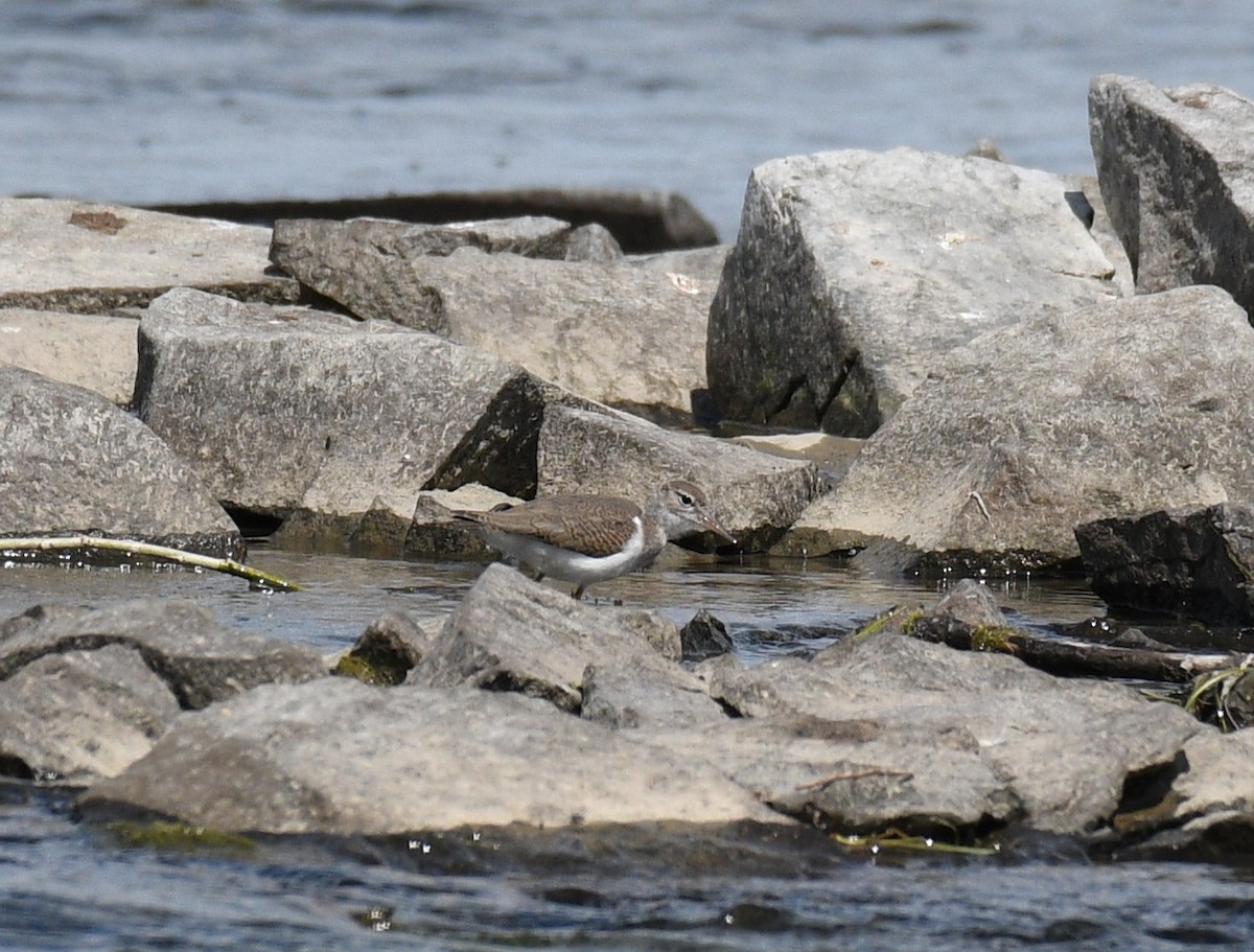 Spotted Sandpiper - ML638551263